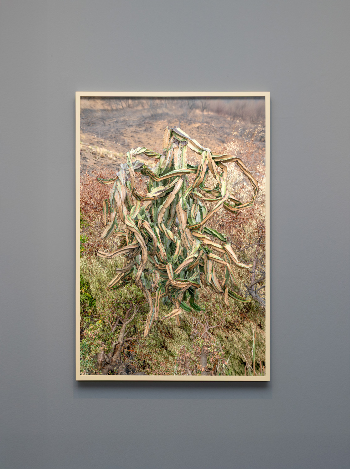 Half baked cactus