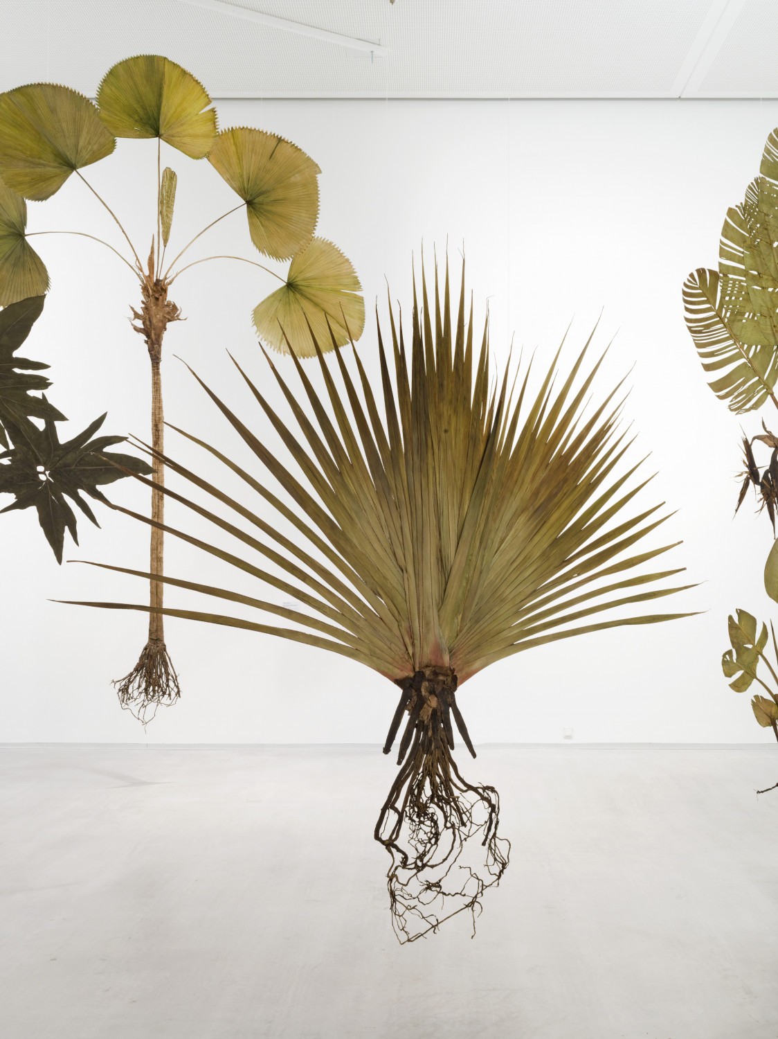 I like the flowers (Pandanus utilis)