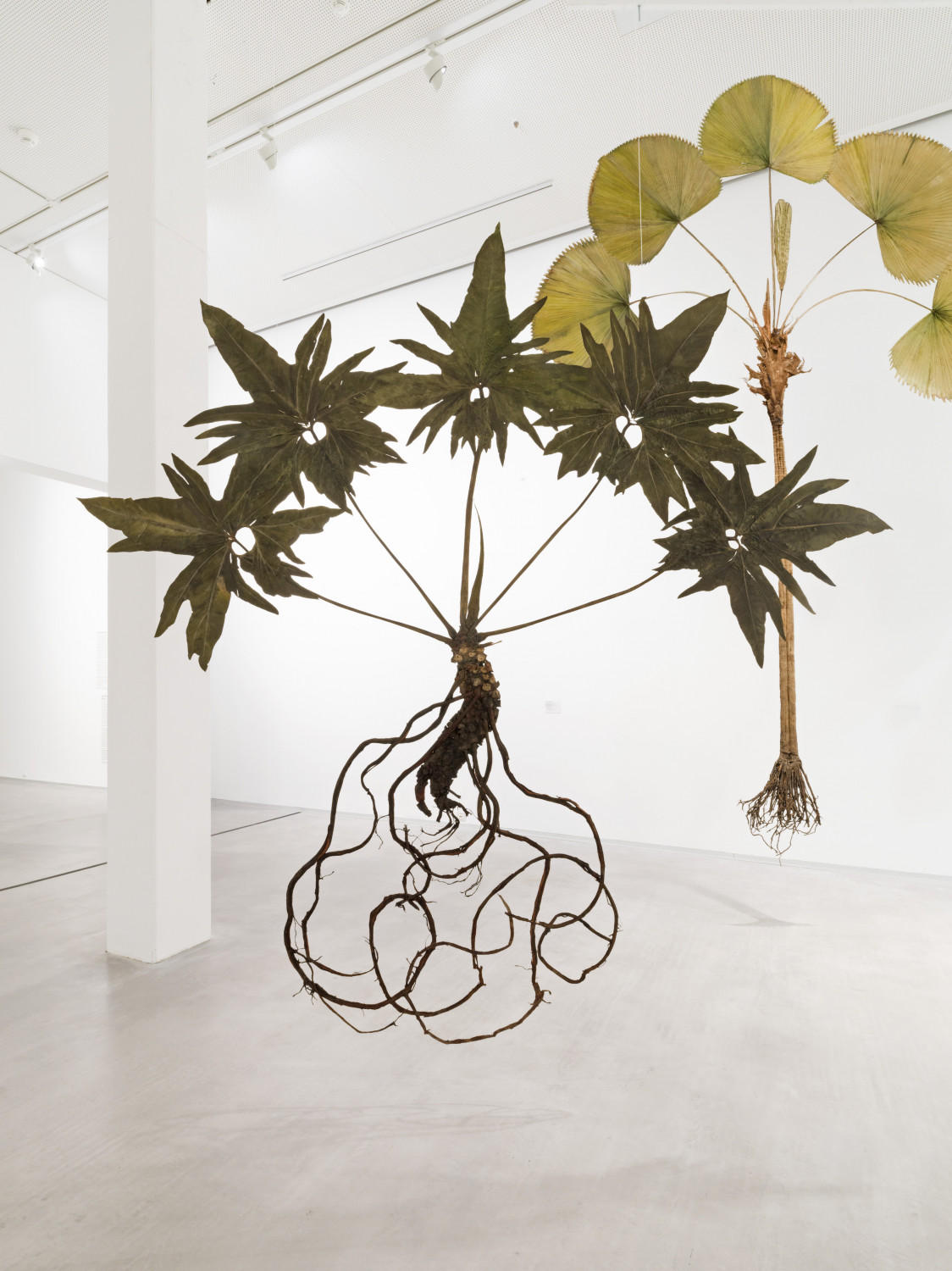 I like the flowers (Philodendron bipinnatifidum)