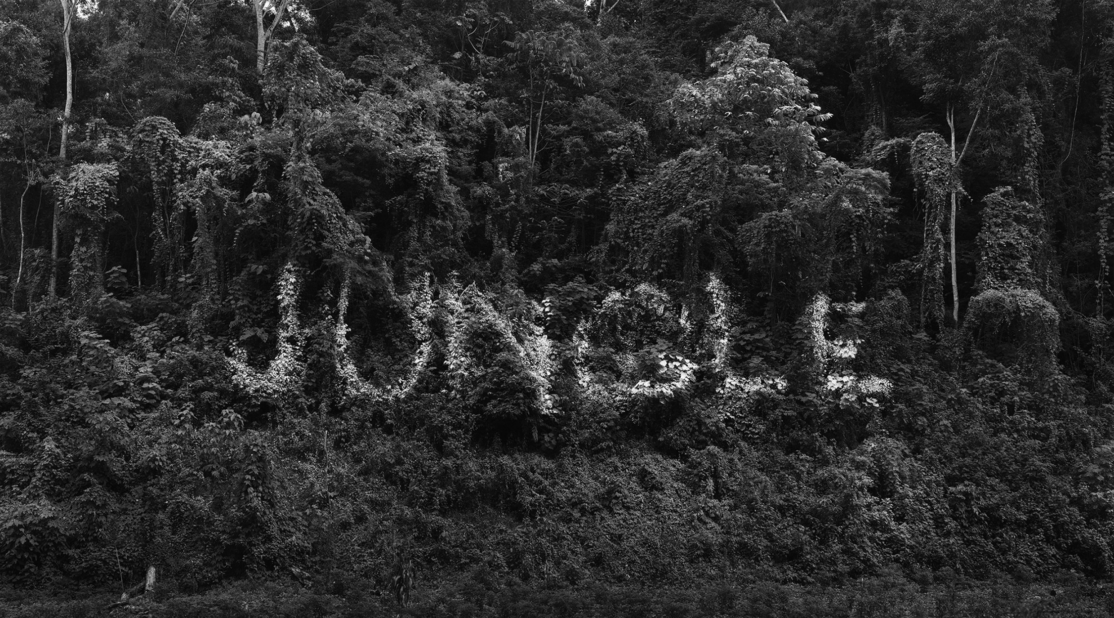 Jungle (in cooperation with Julian Charrière)