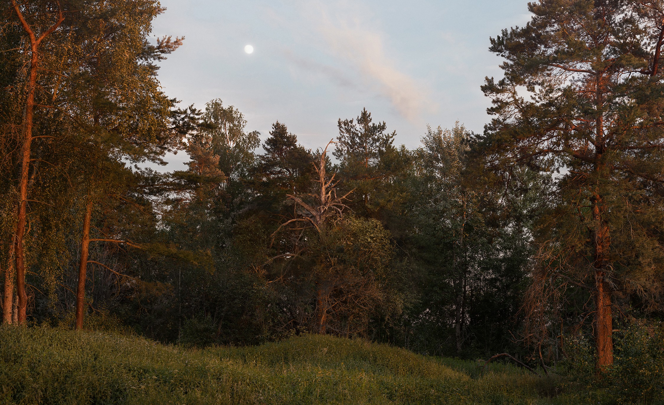 Landscape Painting (Forest) 