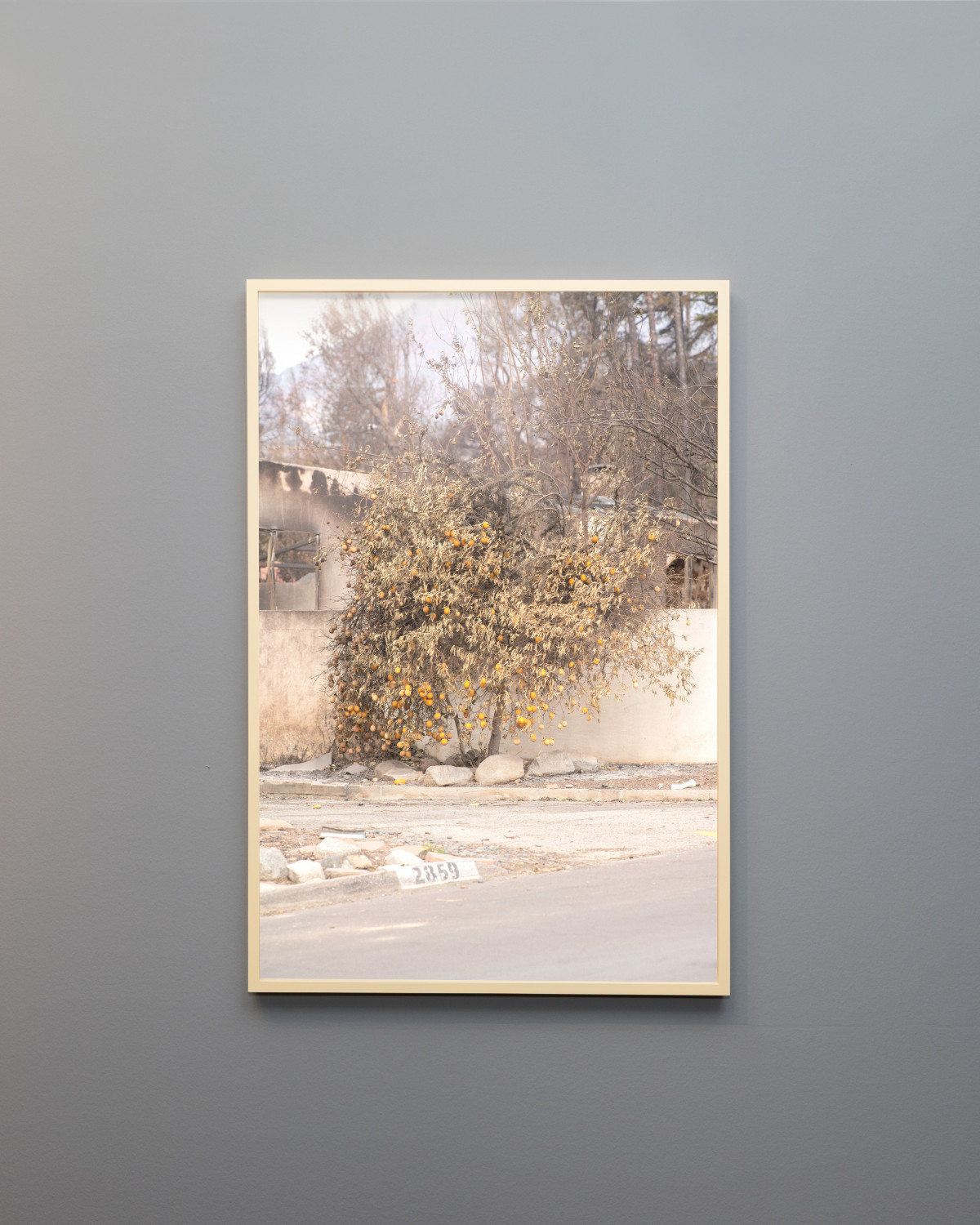 Lemon tree