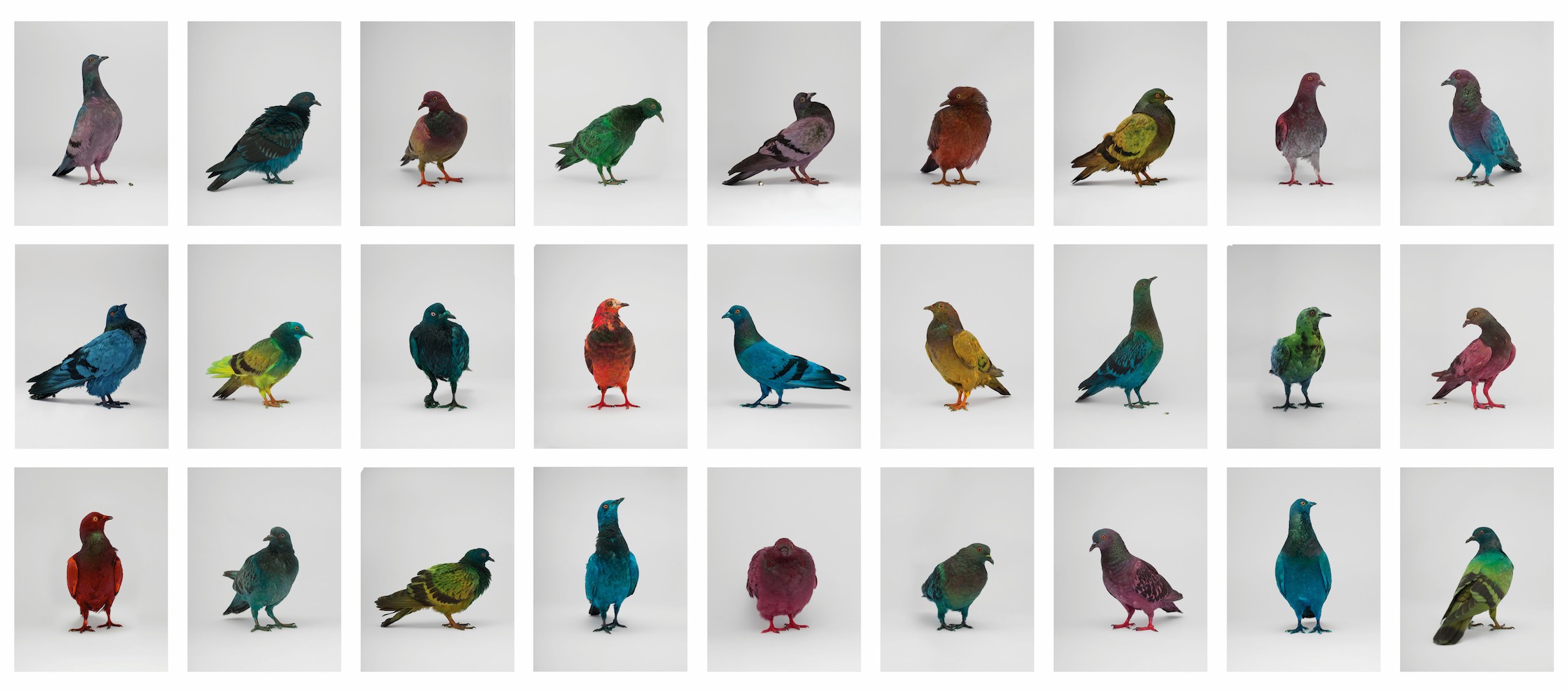 Some Pigeons Are More Equal Than Others (In cooperation with Julian Charrière)