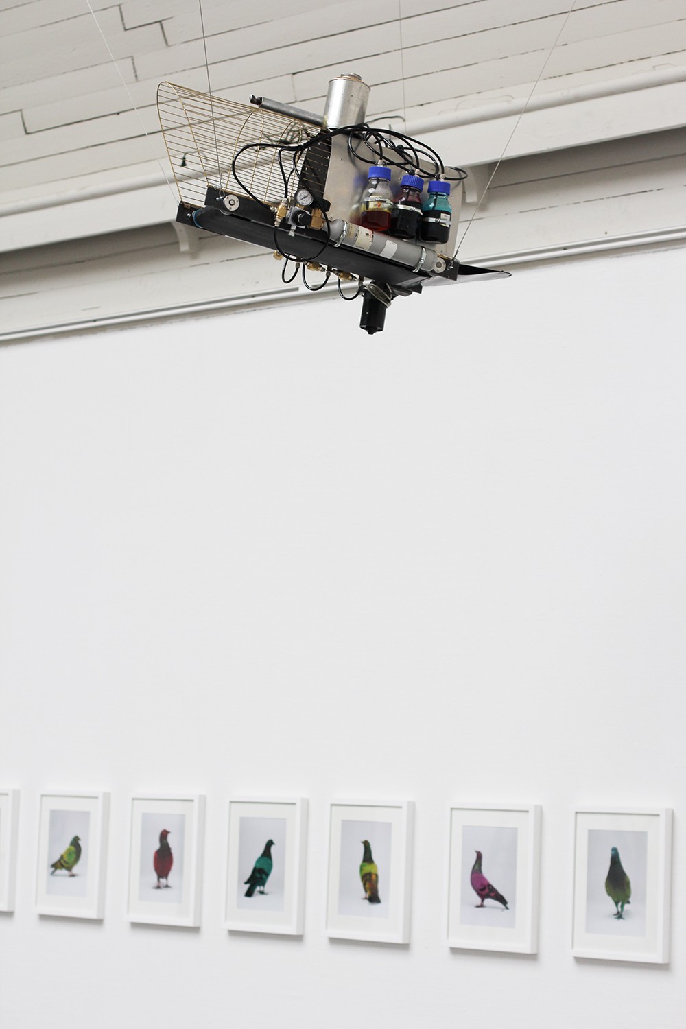 Some Pigeons Are More Equal Than Others (In cooperation with Julian Charrière)