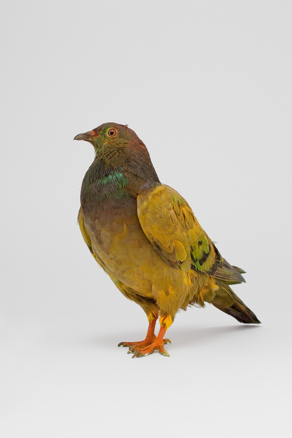 Some Pigeons Are More Equal Than Others (In cooperation with Julian Charrière)