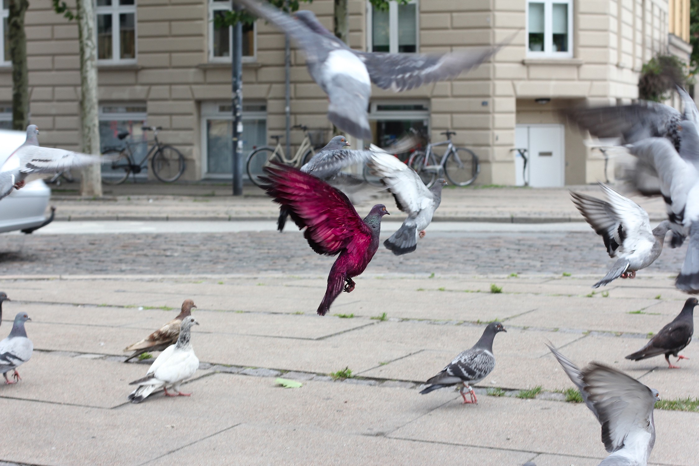 Some Pigeons Are More Equal Than Others (In cooperation with Julian Charrière)