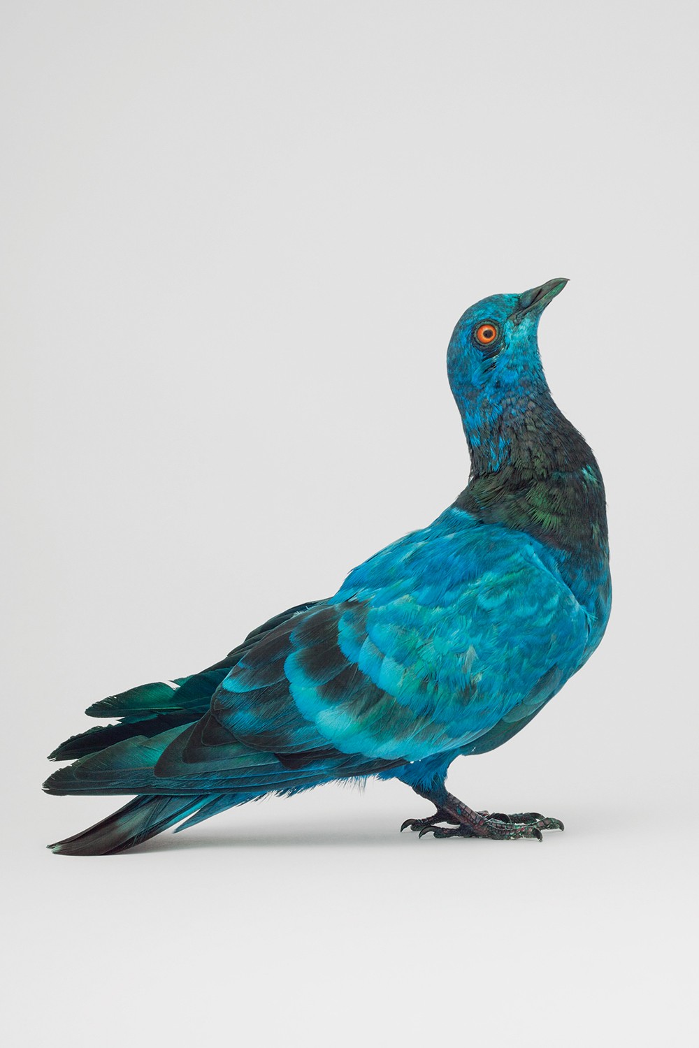 Some Pigeons Are More Equal Than Others (In cooperation with Julian Charrière)