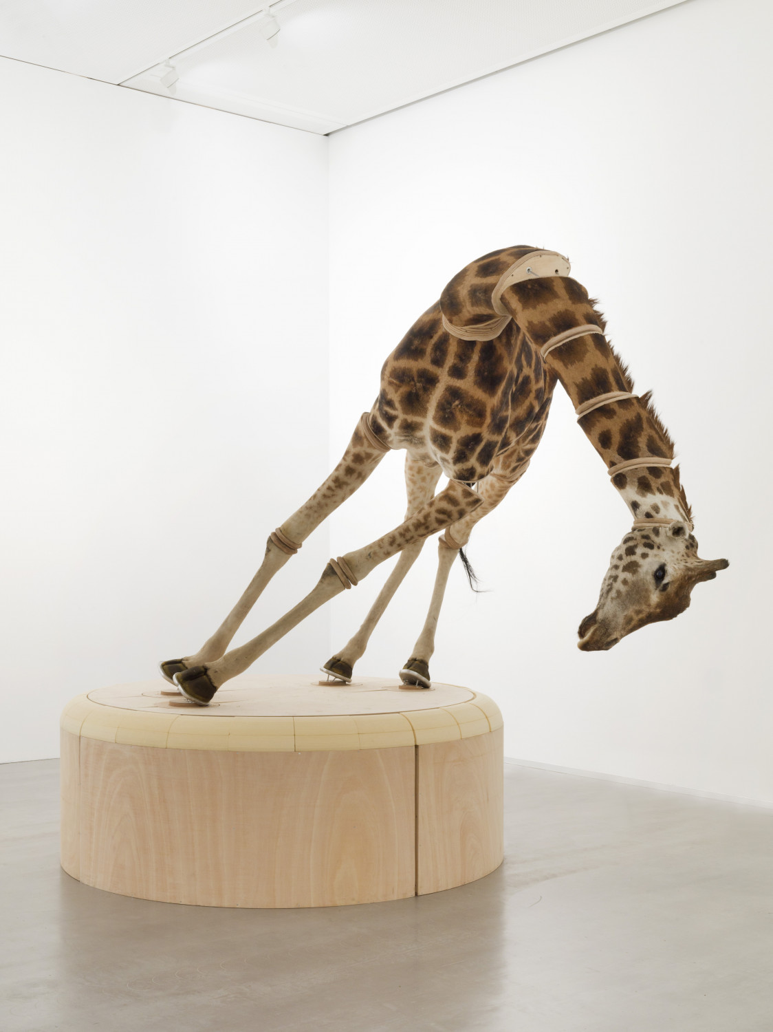The Elephant in the Room (Giraffe)