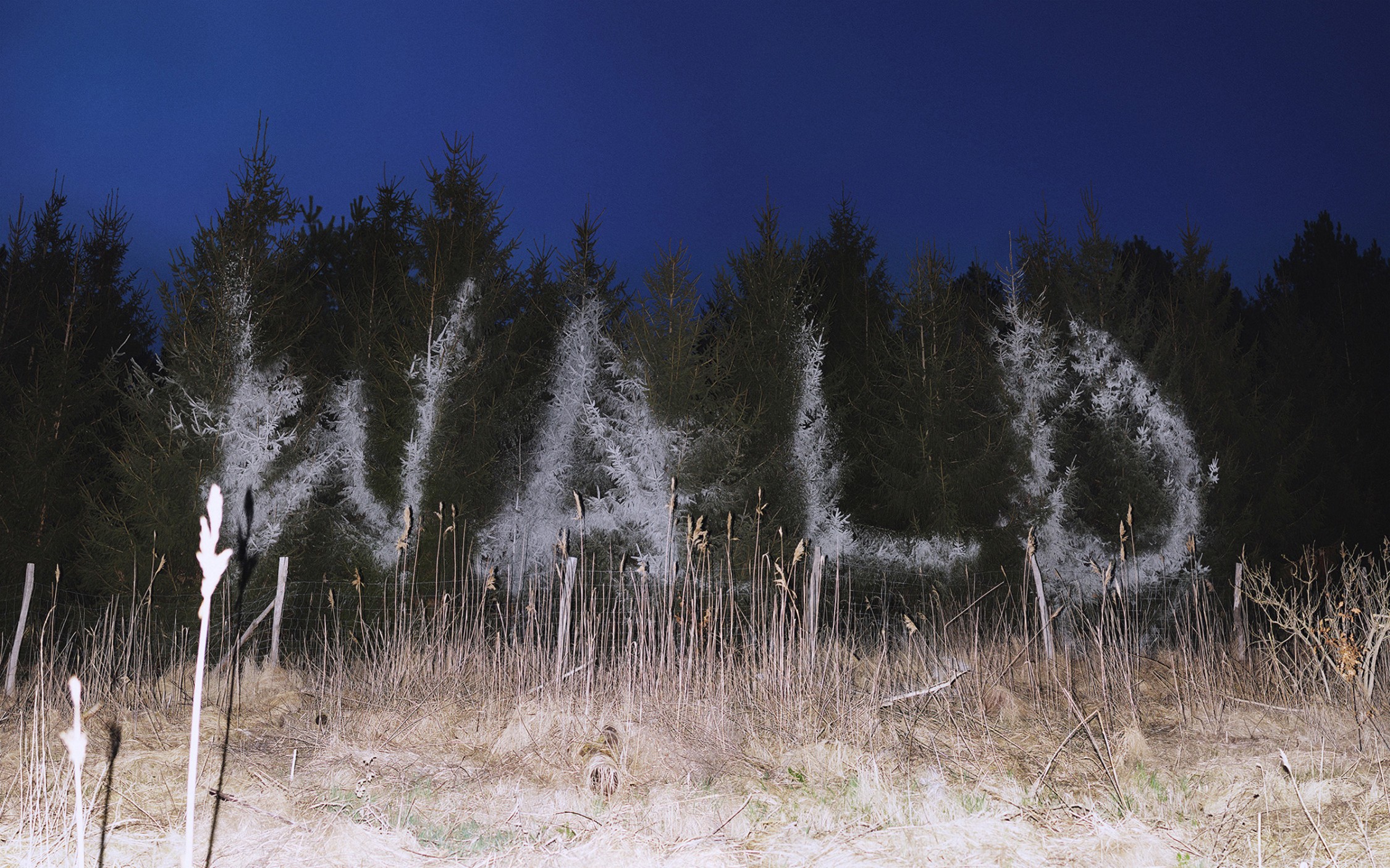 Wald (in cooperation with Julian Charrière)