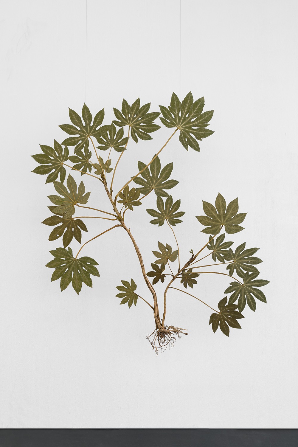 I like the flowers (Fatsia)