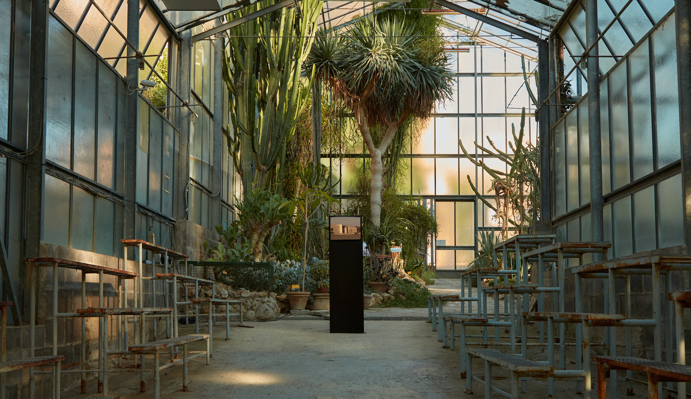 Western Monuments, 2021, botanical garden at the University of Siena, courtesy the artist and Raiden Project
