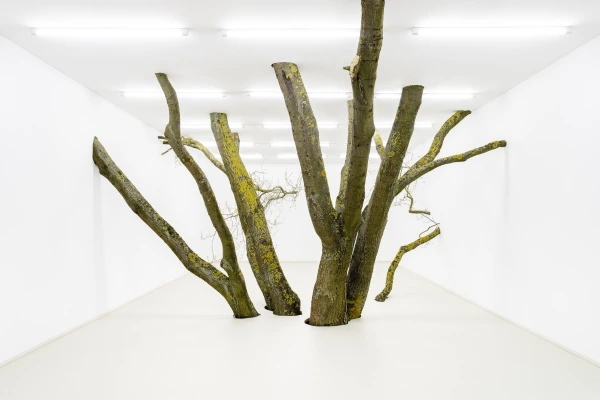 Fabian Knecht | Spiegelarche