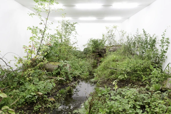 Fabian Knecht | A Green Jade Lake