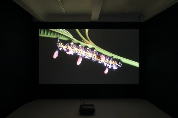 Video Room: Anne Duk Hee Jordan and Pauline Doutreluingne
